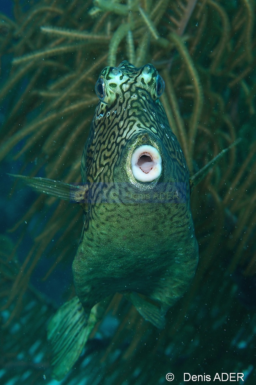 Acanthostracion-polygonius Poisson coffre a cornes-Bonaire Buddy reef-10m-20120217-Denis-ADER-DSC_6273_tn.jpg